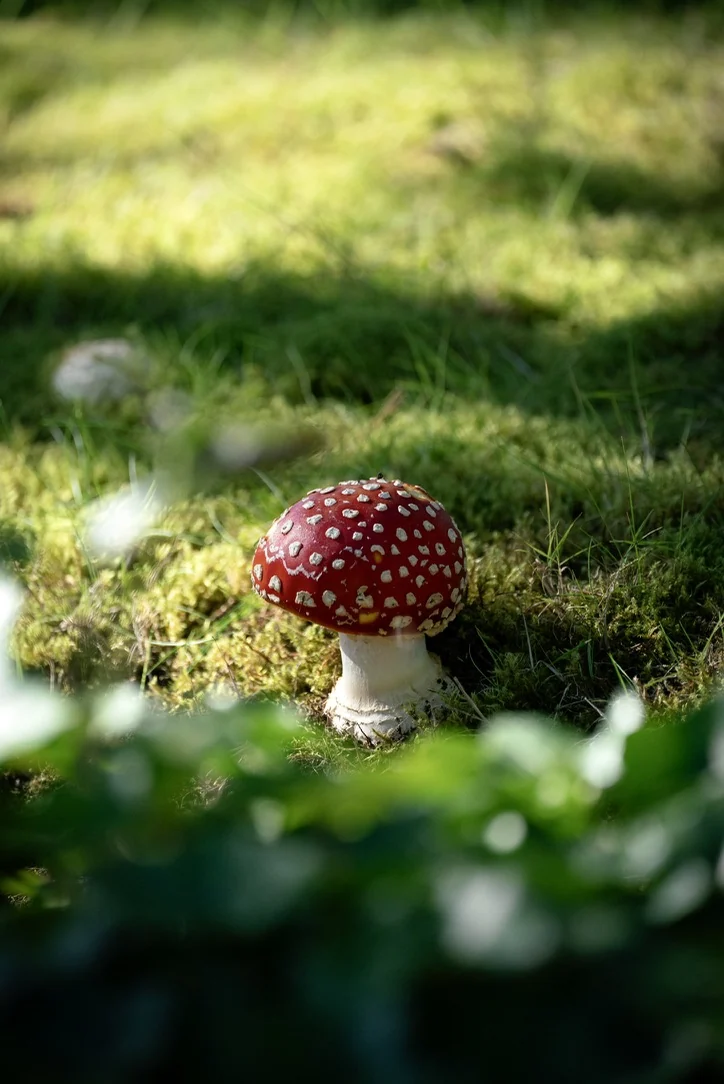 Amanita muscaria, first as a button and then fully open