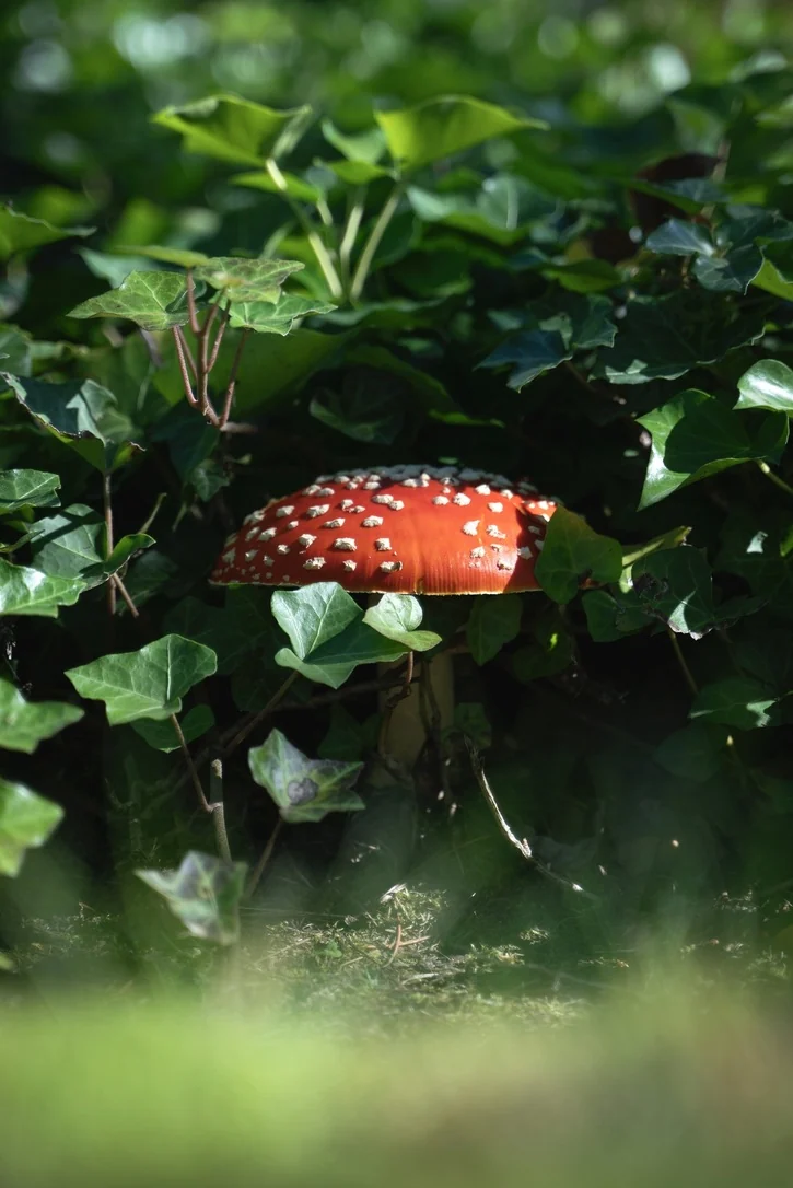 Amanita muscaria, first as a button and then fully open