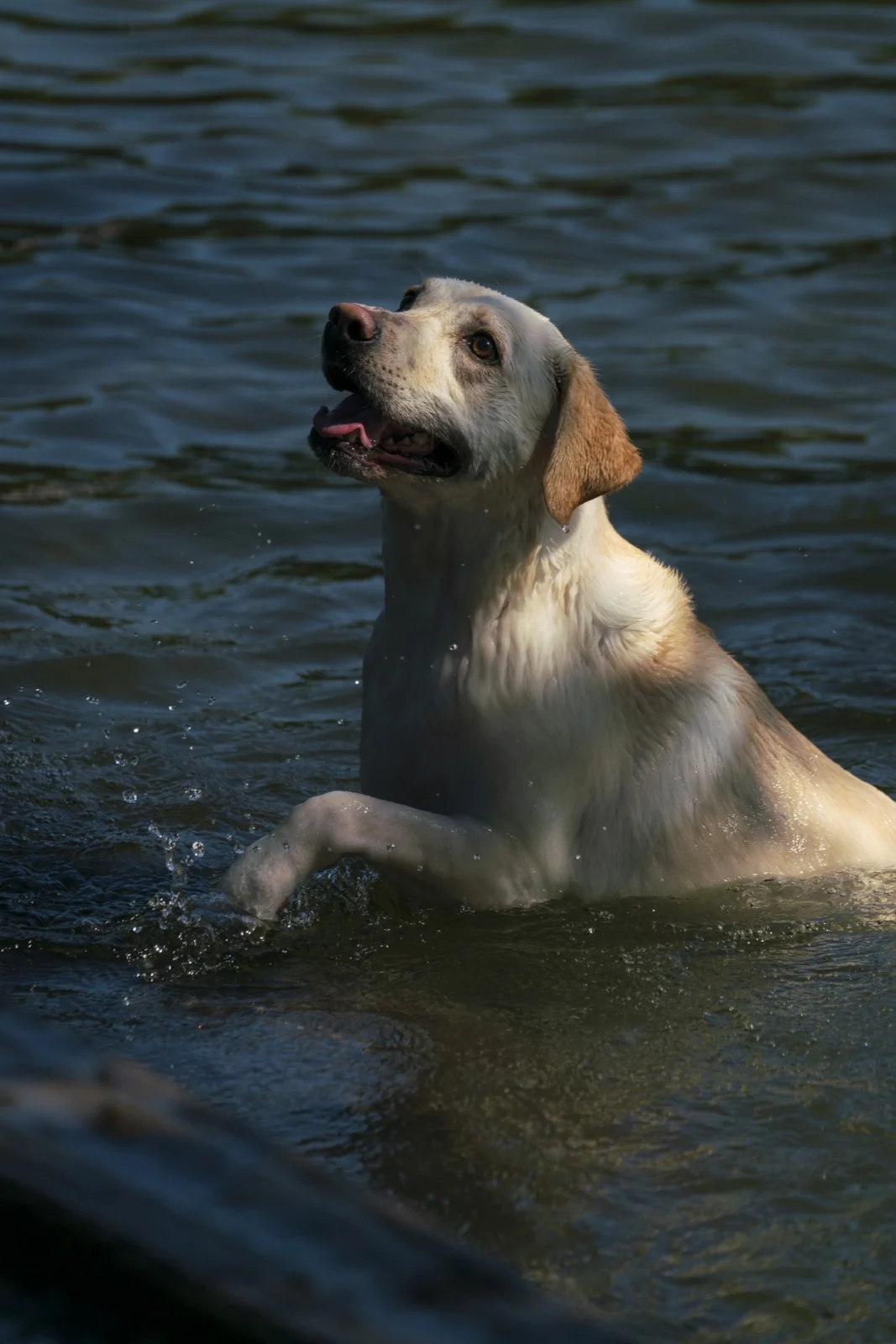 Dogs at the lake, from the same afternoon as the edit