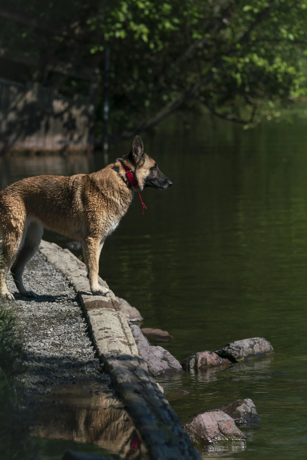 Dogs at the lake, from the same afternoon as the edit